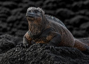 galapagos endemic species marine iguana on lava rock