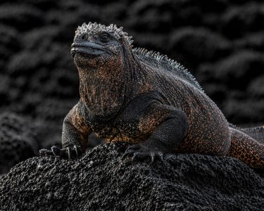 galapagos endemic species marine iguana on lava rock