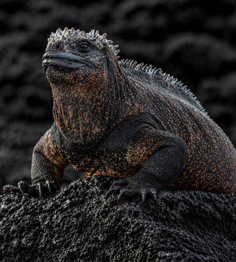 galapagos endemic species marine iguana on lava rock