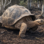 Galápagos giant tortoise walking in natural habitat