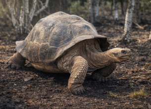 Galápagos giant tortoise walking in natural habitat
