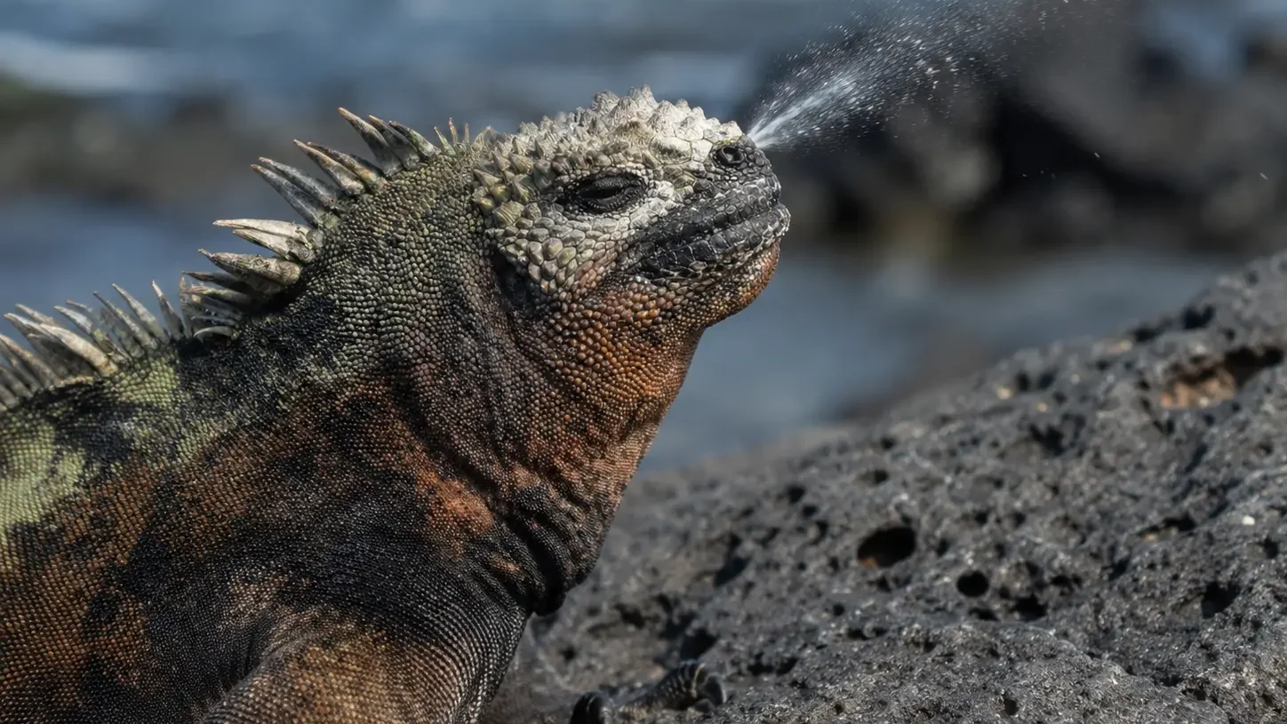 Galápagos marine iguana sneezing salt from its nostrils on black volcanic rock.