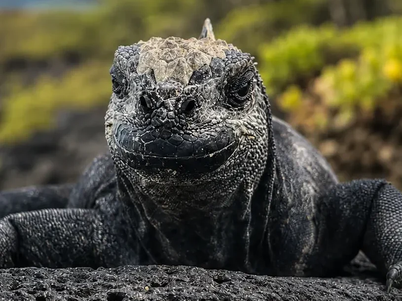 Front-facing Galápagos marine iguana resting on volcanic rock with a natural island coastline in the background.